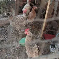 مرغ و خروس مینیاتوری و گلین و معمولی