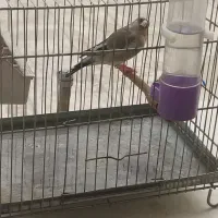 سهره سهر ماد|پرنده|اصفهان, شمس آباد|دیوار