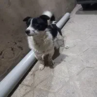 سگ پاکوتاه نر