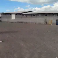 اجاره گاوداری یا دام داری