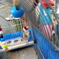 سهره بخون خوش رنگ سهره نقاب دار