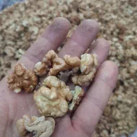 مغز گردو