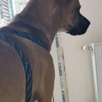 سگ گمشده|سگ|صدرا-فارس, فاز ۱|دیوار