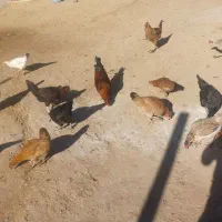 خروس کردی|حیوانات مزرعه|روانسر, |دیوار