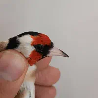 سهره گل بلند درشت و کشیده