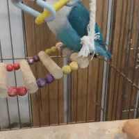 فروش جفت کوتوله
