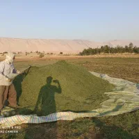 یه تن یونجه درجه یک