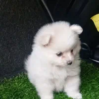 پامرین دالفیس