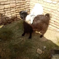 بزغاله نر|حیوانات مزرعه|خوسف, |دیوار