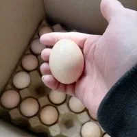 تخم مرغ رسمی محلی|خوردنی و آشامیدنی|قم, سراجه (۱۵ خرداد)|دیوار