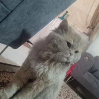 گربه پرشین