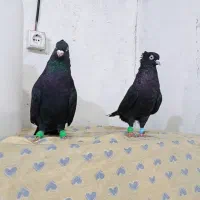 زاغ آبدانی جوان