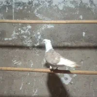 کفتر یا کبوتر بلند پرواز