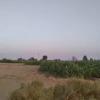 ذرت سبز برای دام|حیوانات مزرعه|بمپور, |دیوار