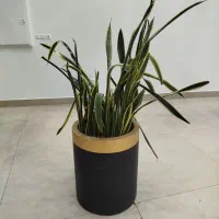 گل و گلدان طبیعی سرحال