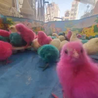 جوجه بلدرچین  اردک . بوقلمون .غاز .جوجه رنگی.