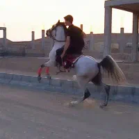 اسب عرب یکسر