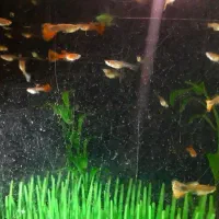 ماهی گوپی|ماهی|تویسرکان, |دیوار