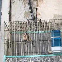 سهره|پرنده|اسلام‌‌آباد غرب, |دیوار