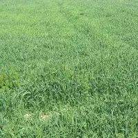 اجاره یونجه برای دامداری