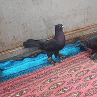 کفتر معاوضه با پرنده|پرنده|شادگان, |دیوار
