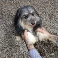 واگذاری سگ|سگ|رشت, معلم|دیوار