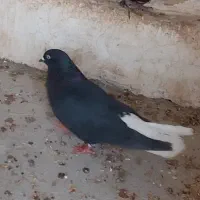 ذاغ دم سفید