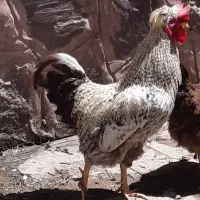 خروس جوان محلی