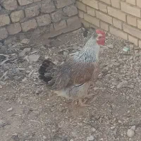 مرغ
