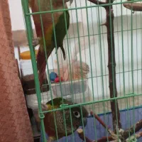 جفت گرینچیک دستی سخنگو|پرنده|کوهبنان, |دیوار