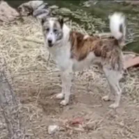 کله خراب|سگ|ایلام, |دیوار