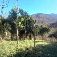 (۱۲۶) زمین مسکونی و باغی مرتفع چسبیده به آسفالت