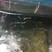 تعداد 30تا گوپی سنگاپوری مولدوشکم پر