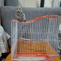 عروس هلندی|پرنده|مشهد, تلگرد|دیوار