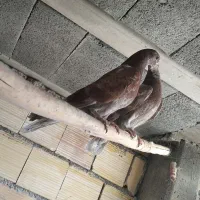 کبوتر شهرضا|پرنده|شهرضا, |دیوار