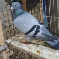 پلاکی عراق... جفت ابادانی