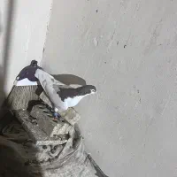 کفتر رنگه|پرنده|مشهد, شهید قربانی|دیوار