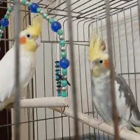 فروش ۲ جفت عروس هلندی