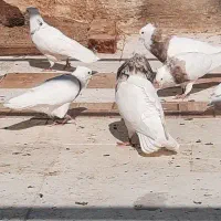 طوقی|پرنده|شهر بابک, |دیوار