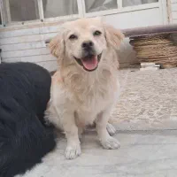توله پامر