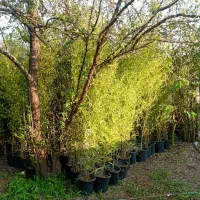 نی خیزران گلدانی|خدمات باغبانی و درختکاری|املش, |دیوار