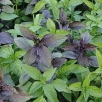 سبزی خوردنـی