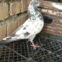 دو عدد کبوتر برای معاوضه