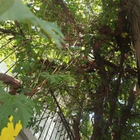 پانسیون خوابگاه دخترانه کارمندی واقع در تجریش|اجارهٔ کوتاه‌مدت آپارتمان و سوئیت|تهران, منیریه|دیوار