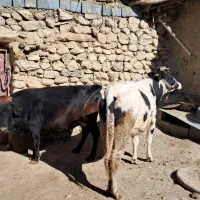 گاو (گوساله)