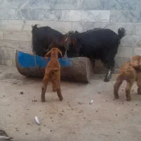 دوعددبزمحلی زاییده