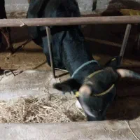 ورزا کوله یا گوساله نر آس