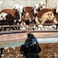 شیش رس بره قوچی کله ابلق افشار|حیوانات مزرعه|تربت جام, شهرک آزادگان|دیوار