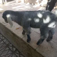 بزغاله ۲ماهه|حیوانات مزرعه|قوچان, |دیوار