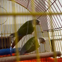 گرینچیک جفت نر و ماده مولد